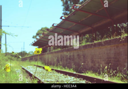 Blumen und Unkraut auf Schienen an einem verlassenen Bahnhof Audley, New-South.Wales, Australien. Retro abgeschwächt. Stockfoto