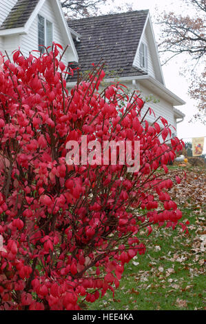 Euonymous Alata, Dornbusch, Herbstlaub, rot Stockfoto