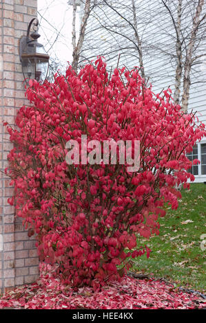 Euonymous Alata, Dornbusch, Herbstlaub, rot Stockfoto