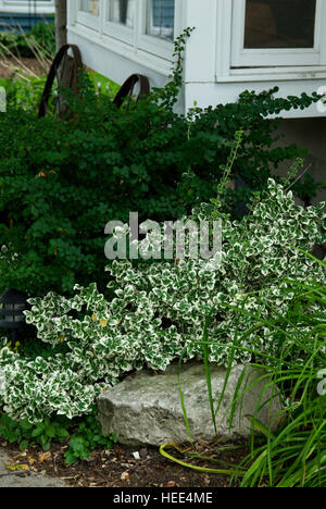 Wintercreeper, Euonymus Fortunei 'Emerald Gaiety' Stockfoto