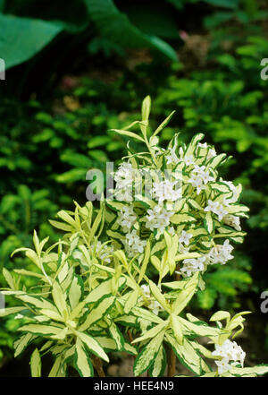 Daphne X burkwoodii "Briggs Moonlight" Stockfoto