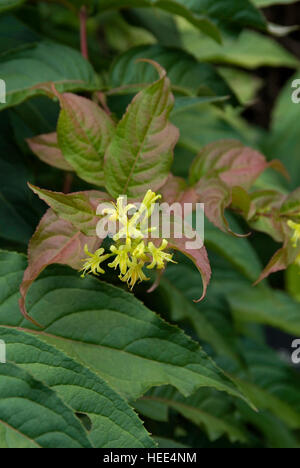 Diervilla Lonicera, Zwerg Bush Geißblatt, Stockfoto