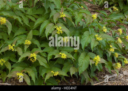 Diervilla Lonicera, Zwerg Bush Geißblatt, Blüte, Stockfoto