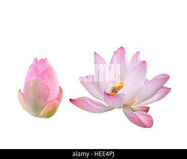 Schöne rosa Lotusblüte isoliert auf weißem Hintergrund. Mit Clipping-Pfad (Lotus verwendet, um Anbetung) gespeichert Stockfoto