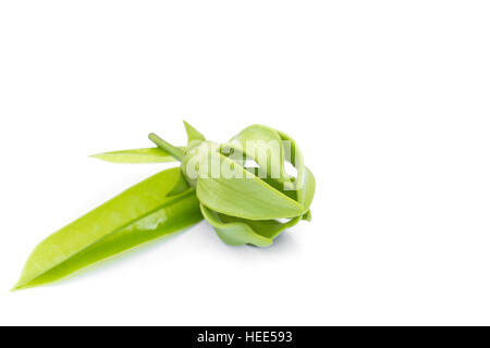 Makro grüne Ylang-Ylang-Blüte auf weißem Hintergrund Stockfoto