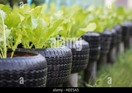 Alte schwarze Recycling von Reifen verwendet in pflanzlichen Bio-Bauernhof Stockfoto