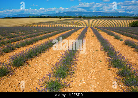 Felder mit jungen Lavendelpflanzen auf dem Plateau de Valensole in den Hautes Provence, Frankreich Stockfoto