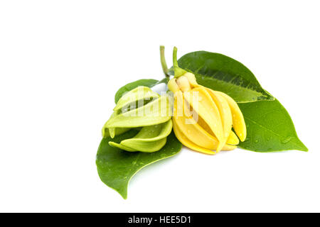 Makro grüne Ylang-Ylang-Blüte auf weißem Hintergrund Stockfoto