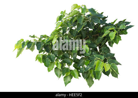 Grün Bodhi oder Pho Blatt am Baum, die isoliert auf weißem Hintergrund. Mit Beschneidungspfad gespeichert Stockfoto