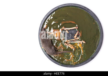 Nahaufnahme einer Ratte in Leim Falle auf weißem Hintergrund Stockfoto