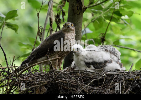 Sperber (Accipiter Nisus), erwachsenes Weibchen mit ihren Küken auf ihre Horst, hoch oben in einem Laubbaum aufmerksam beobachten. Stockfoto