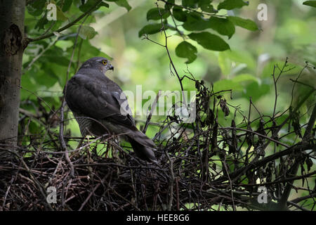 Sperber (Accipiter Nisus), erwachsenes Weibchen befindet sich am Rande von seinen Horst Zuschauern auf sorgfältig, Rückseite Blick. Stockfoto