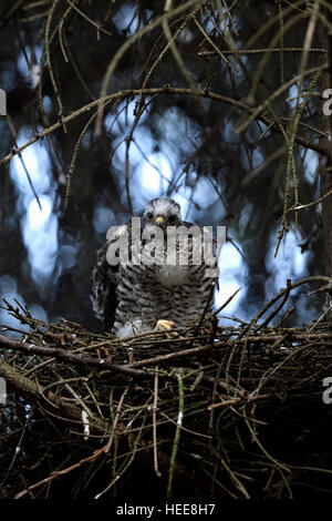 Sperber (Accipiter Nisus), entspannte Erwachsene eingebettet, fast flügge, sitzt auf dem Rand von seinem Nest in einer Fichte. Stockfoto