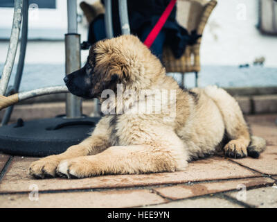 Ein süße junge Leonberger Welpen liegt auf dem Bürgersteig unter einem Tisch in einem Café außerhalb Stockfoto