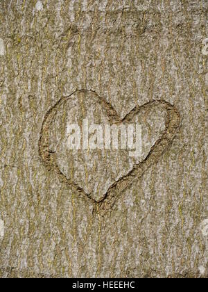 Herz im Baumstamm geschnitzt Stockfoto