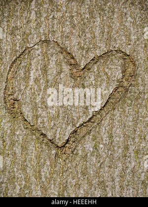 Herz im Baumstamm geschnitzt Stockfoto