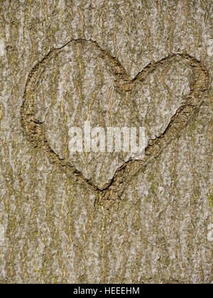 Herz im Baumstamm geschnitzt Stockfoto