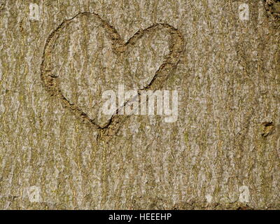 Herz im Baumstamm geschnitzt Stockfoto
