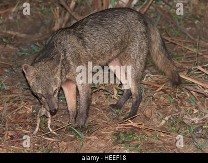 Crab-Eating Fox (Cerdocyon TEUR) Essen einen Frosch Stockfoto