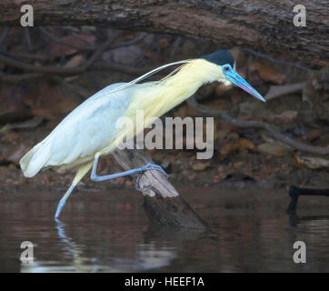 Heron (Pilherodius Pileatus) entlang der Flussufer begrenzt Stockfoto