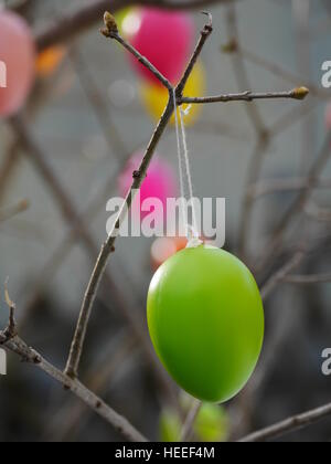 Ostereier, Zweige hängen Stockfoto