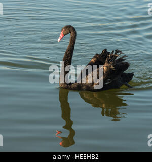 Schwarzer Schwan (Cygnus olor) an einem See schwimmen Stockfoto