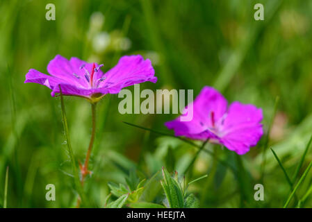 Blutige des Krans-Bill, Geranium Sanguineum, Wildblumen, Carrick, Dumfries & Galloway, Schottland Stockfoto