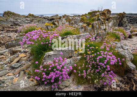 Sparsamkeit, Armeria Maritima, Wildblumen, Carrick, Dumfries & Galloway, Schottland Stockfoto