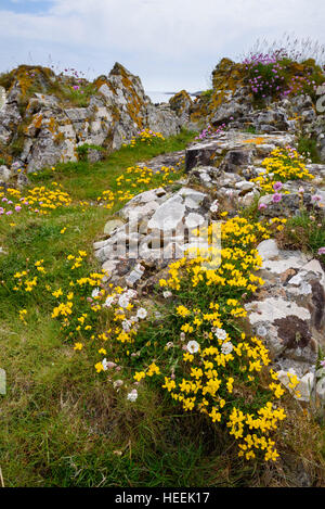 Gemeinsame Birdsfoot Kleeblatt, Lotus Corniculatus, Wildblumen, Carrick, Dumfries & Galloway, Schottland Stockfoto