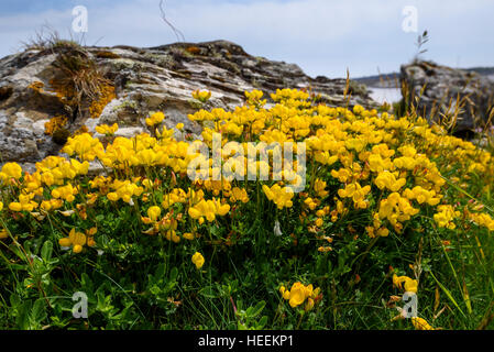 Gemeinsame Birdsfoot Kleeblatt, Lotus Corniculatus, Wildblumen, Carrick, Dumfries & Galloway, Schottland Stockfoto