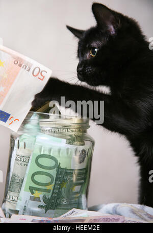 Das schwarze Kätzchen spielt mit Geld Stockfoto