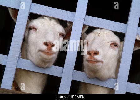 Ein paar Ziegen durch einen blau bemalten Zaun suchen. Stockfoto