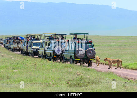Eine Reihe von touristischen 4WD Autos Allradantrieb warten Foto Tierwelt in Ngorongoro Crater, Tansania mit zwei Löwen in der Nähe. Stockfoto