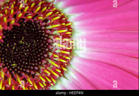 Asteraceae/Compositae (Familie der Korbblütler) - gemeinhin als Gerbera, Nahaufnahme Stockfoto