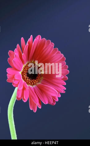 Asteraceae/Compositae (Familie der Korbblütler) - gemeinhin als Gerbera, Nahaufnahme Stockfoto