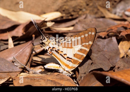 Spot-Schwertträger Schmetterling Graphium Nomius, Indien. Stockfoto