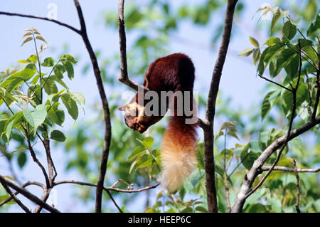 Die indischen Riesen Eichhörnchen, Ratufa Indica-Fütterung im Dandeli Wildlife Sanctuary, Süd-Indien Stockfoto