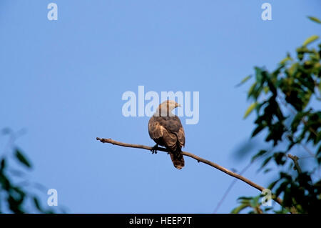 Oriental Wespenbussard, Pernis Ptilorhynchus, Tadoba Andheri Tiger Reserve, Maharashtra, Indien Stockfoto