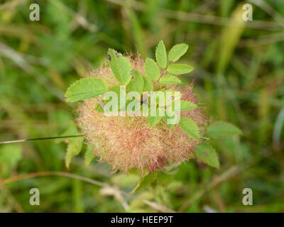 Bedeguar Gall oder Robins Nadelkissen, Diplolepis rosae Stockfoto