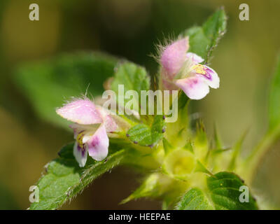 Hanf-Brennnessel, Galeopsis tetrahit Stockfoto