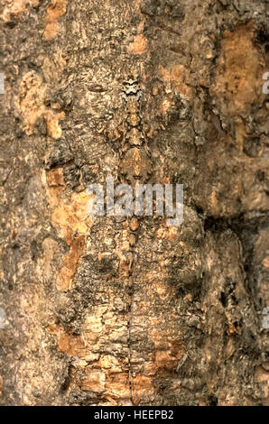 SÜDLICHEN FLYING LIZARD, Draco Dussumieri. Westghats, Indien Stockfoto