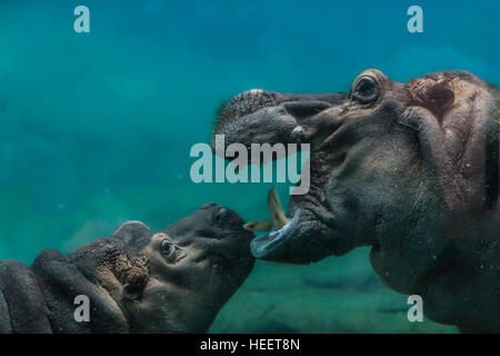 Hippo im Zoo von San Diego, Ca us Stockfoto
