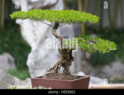 Bonsai Baum, Geyuan Garten, Yangzhou, Provinz Jiangsu, China Stockfoto