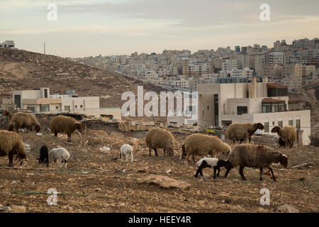 Schafe sind in Amman, Jordanien getrieben. Stockfoto