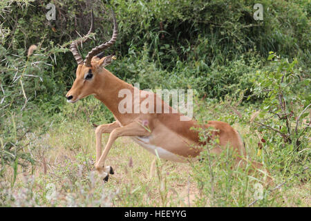 Impala (Aepyceros Melampus) einen Sprung über einen Pinsel Stockfoto