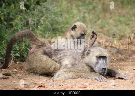 Chacma Pavian und baby Stockfoto