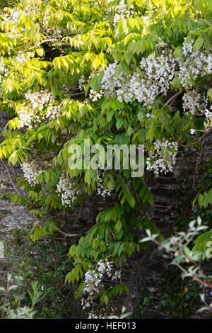 Weiß, Ende Mai produziert, hängenden Blumen von chinesischer weißer Wisteria Sinensis 'Alba' Stockfoto