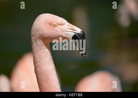 Profilbildnis von Flamingo (Phoenicopterus) Stockfoto
