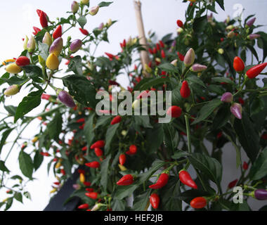 Chili-Pflanze mit Chilis von verschiedenen Graden der Reife Stockfoto