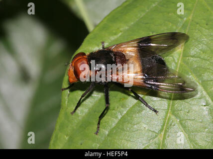 Volucella Pellucens, eine große europäische Hoverfly Vielfalt. Stockfoto
